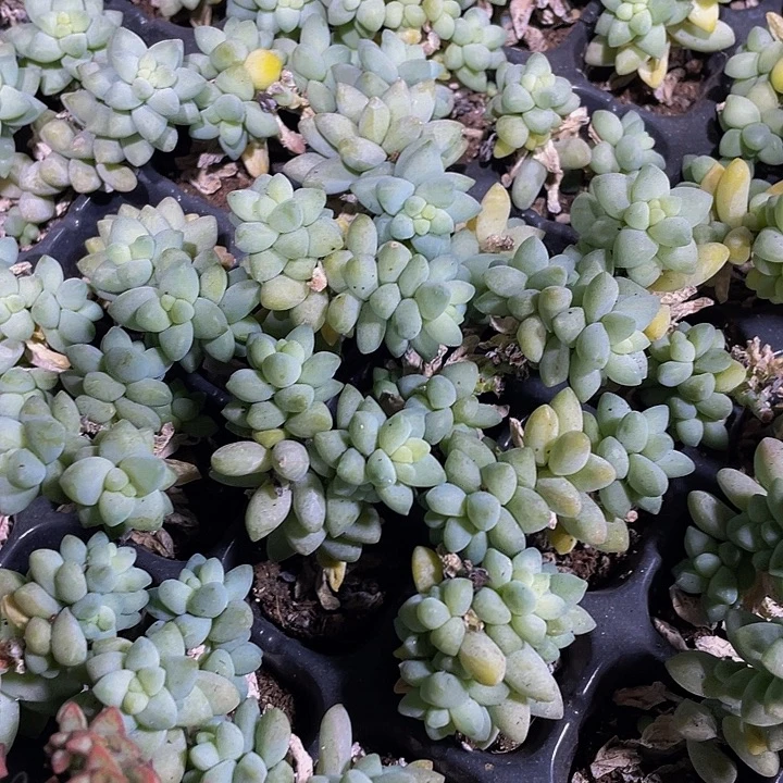 2颗一组小玉坠2颗