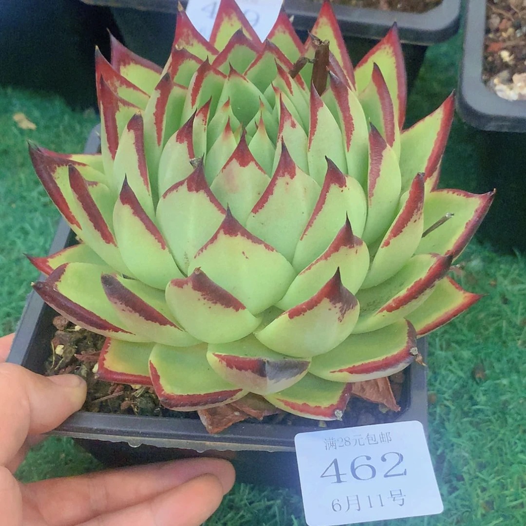【闪购商品】云462号