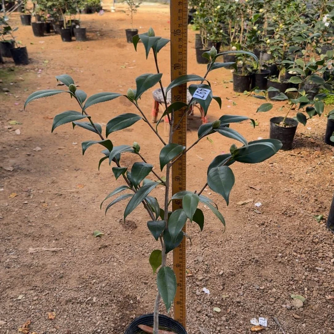 少量花朵（建议范围：2朵-5朵 或40%以下）497雅子