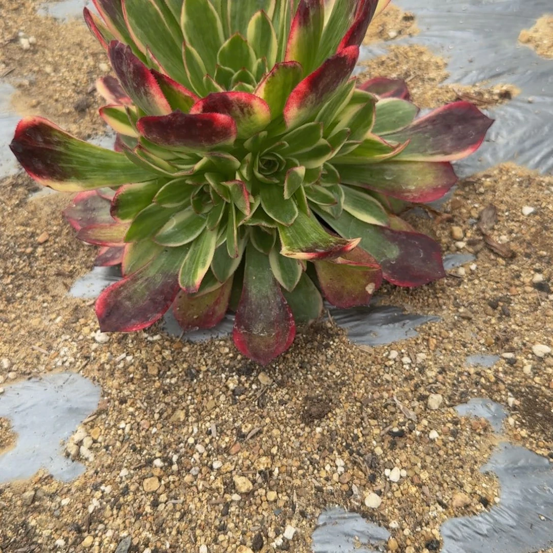 097红花郎。多肉植物