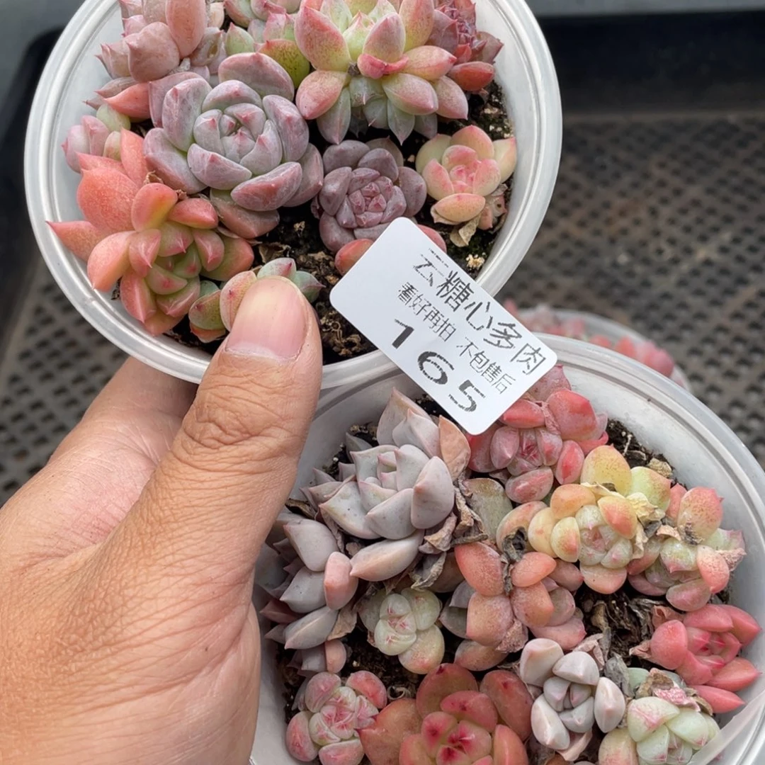 云糖心多肉植物165