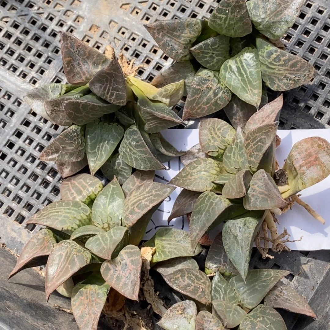 1672 一颗福利。