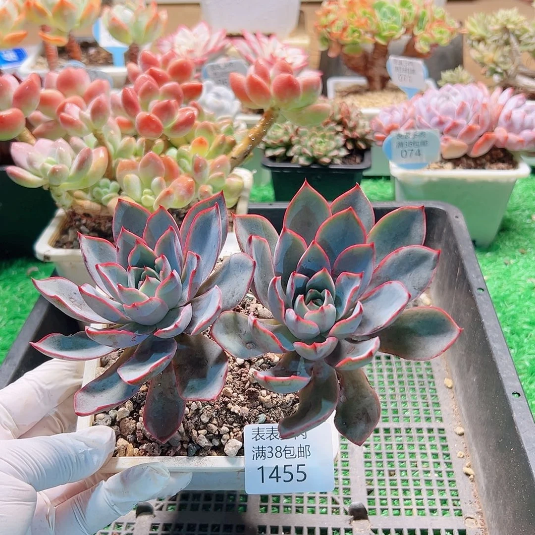 多肉一物＿拍植物1455