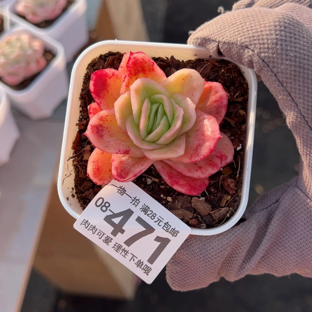 冰玫瑰多肉多肉多肉老桩