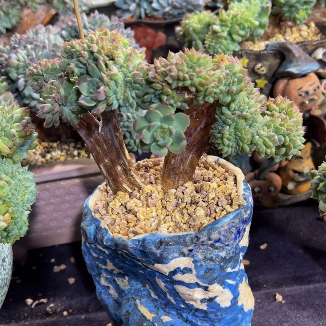 紫心山茶花冰魄缀