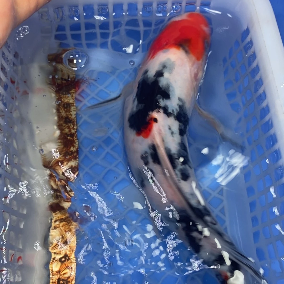 锦鲤冷水锦鲤包邮