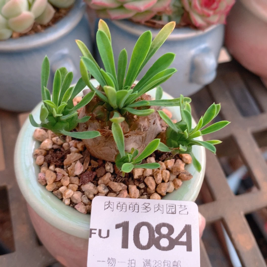 无花朵肉萌萌5cm拇指盆精控多肉FU1084