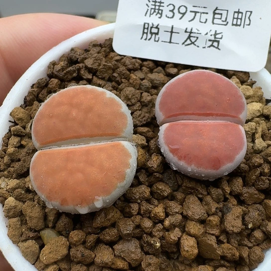 85多肉哈哈哈哈哈哈