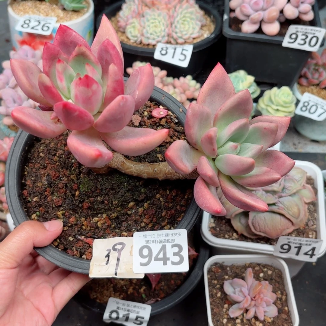 桃花源无盆土发货