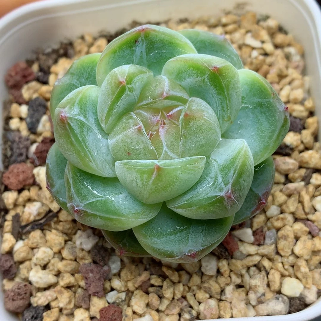 58包邮  群生不包整珍妮42