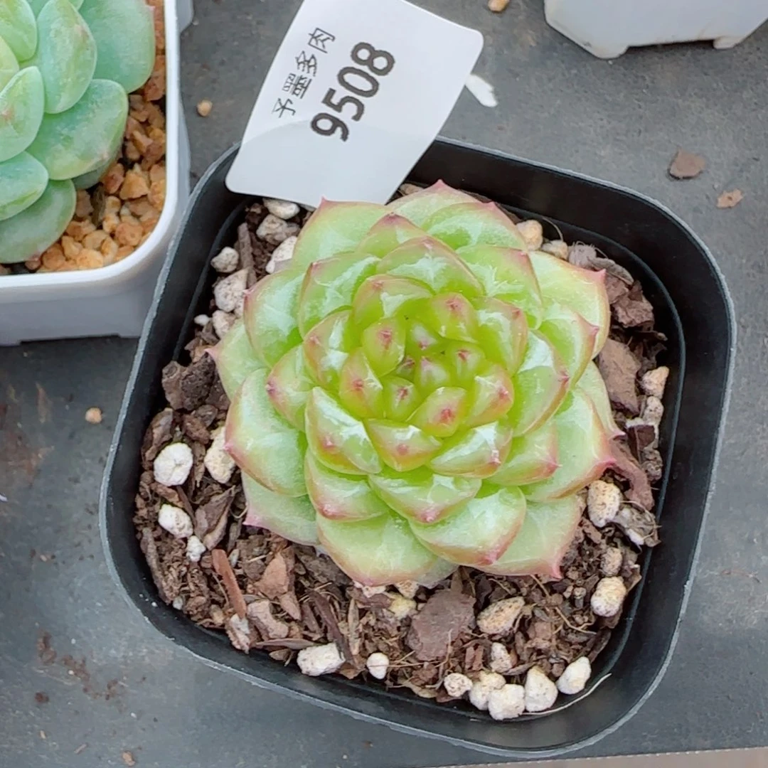 浮橘，9508多肉植物