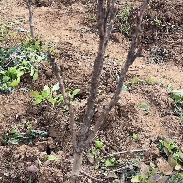 用***0完全开放岛锦大颗