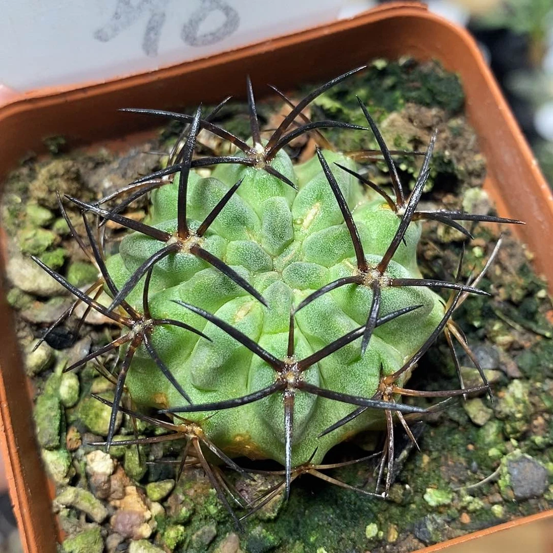 实生素妆玉218号4cm