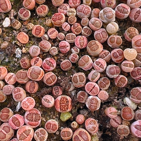 24025团团圆圆呀