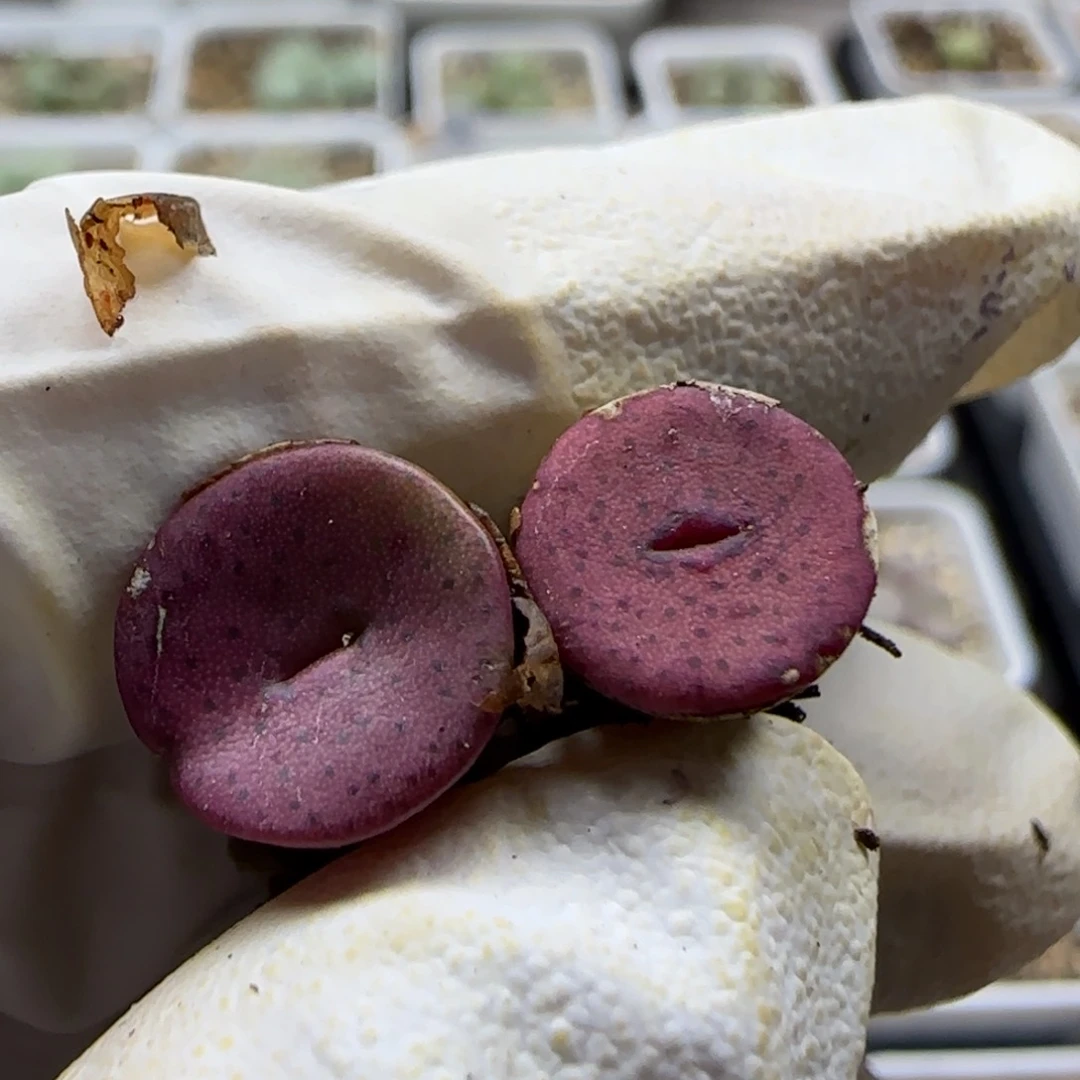 芽***ᴴ7-1当天满38包邮金币