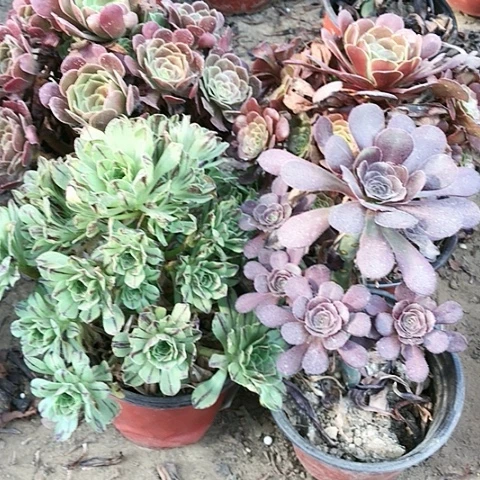 4棵玫瑰玫瑰玫瑰玫瑰