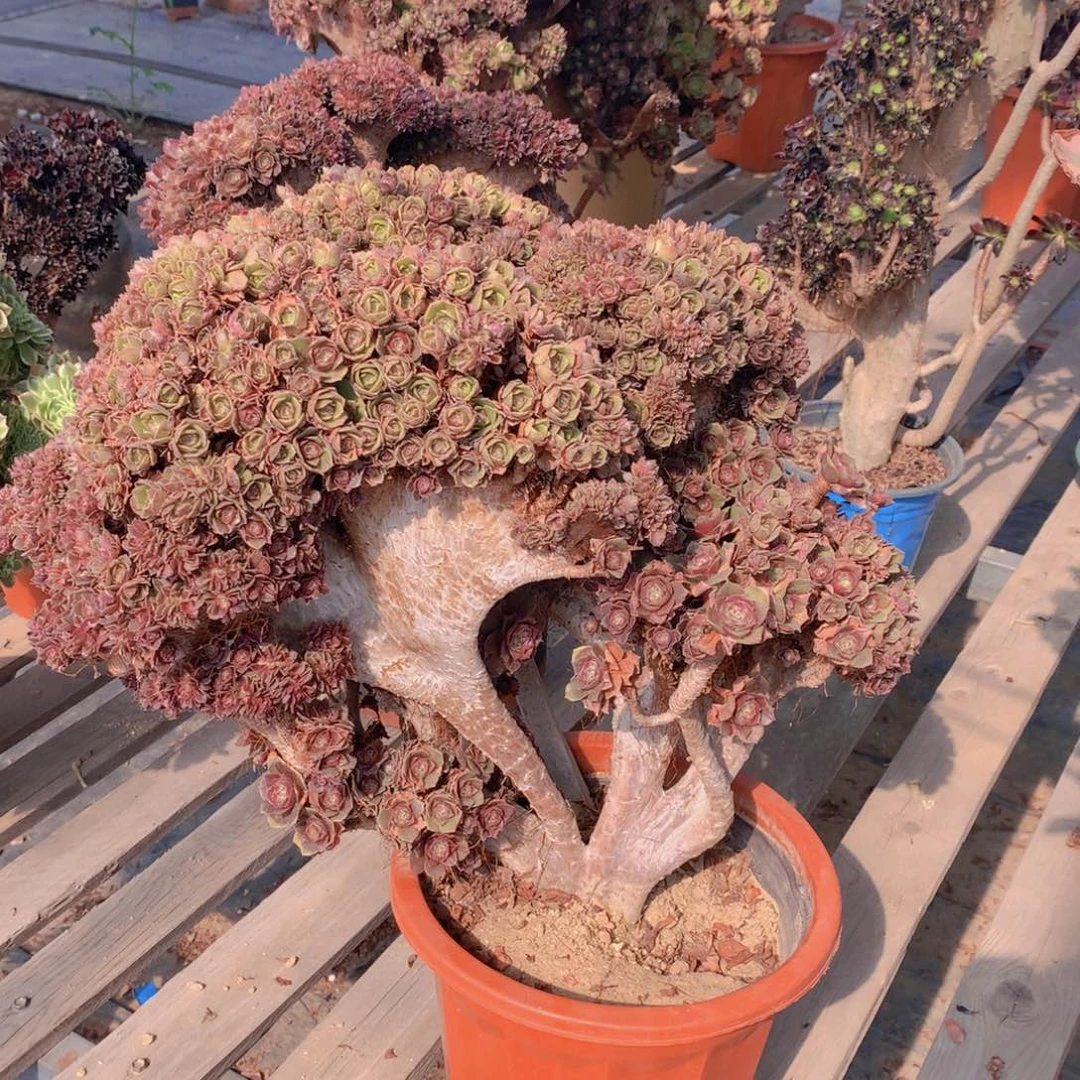 万圣节缀万圣节缀万圣节缀