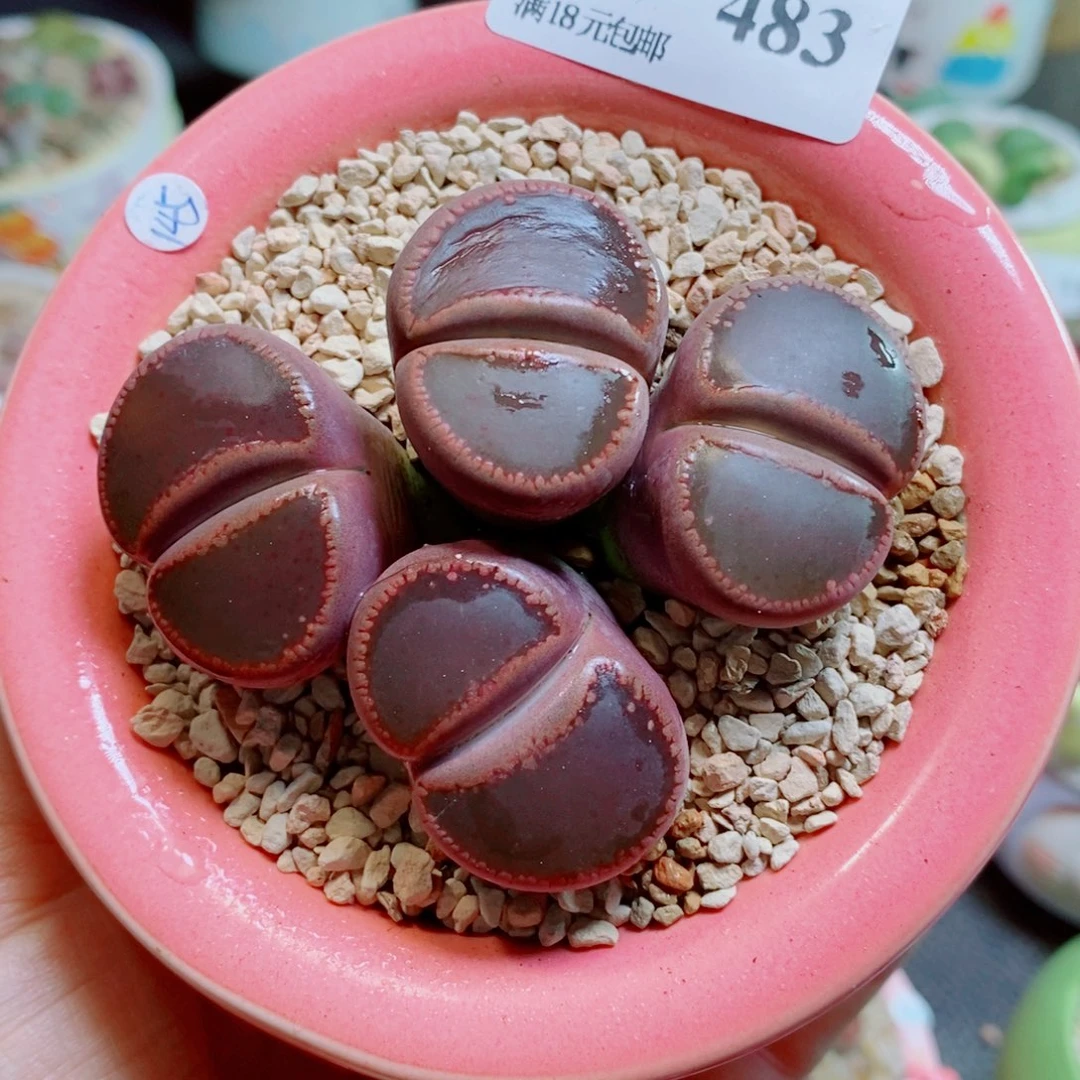 生石花花花花花花花483