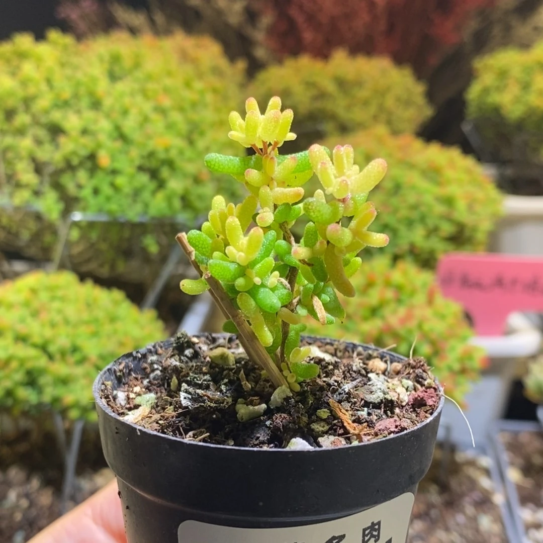 糖球粉锦枝干764