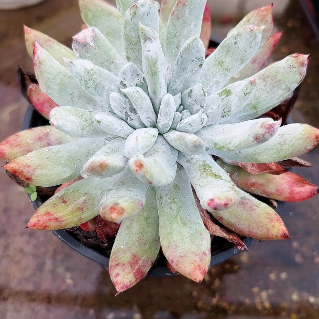 2737阿金尼仙女杯多肉