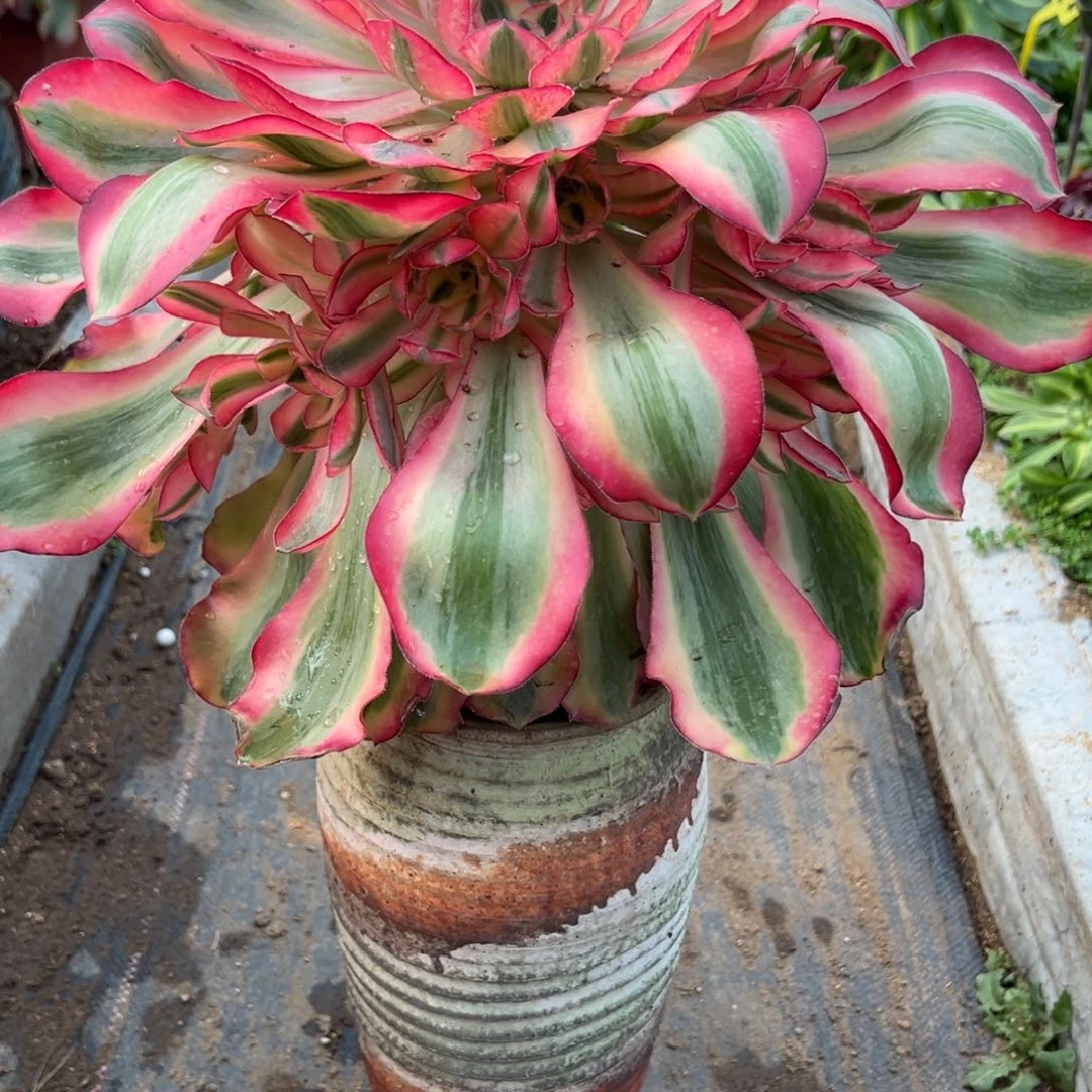 ?****62爱丽丝多肉植物一