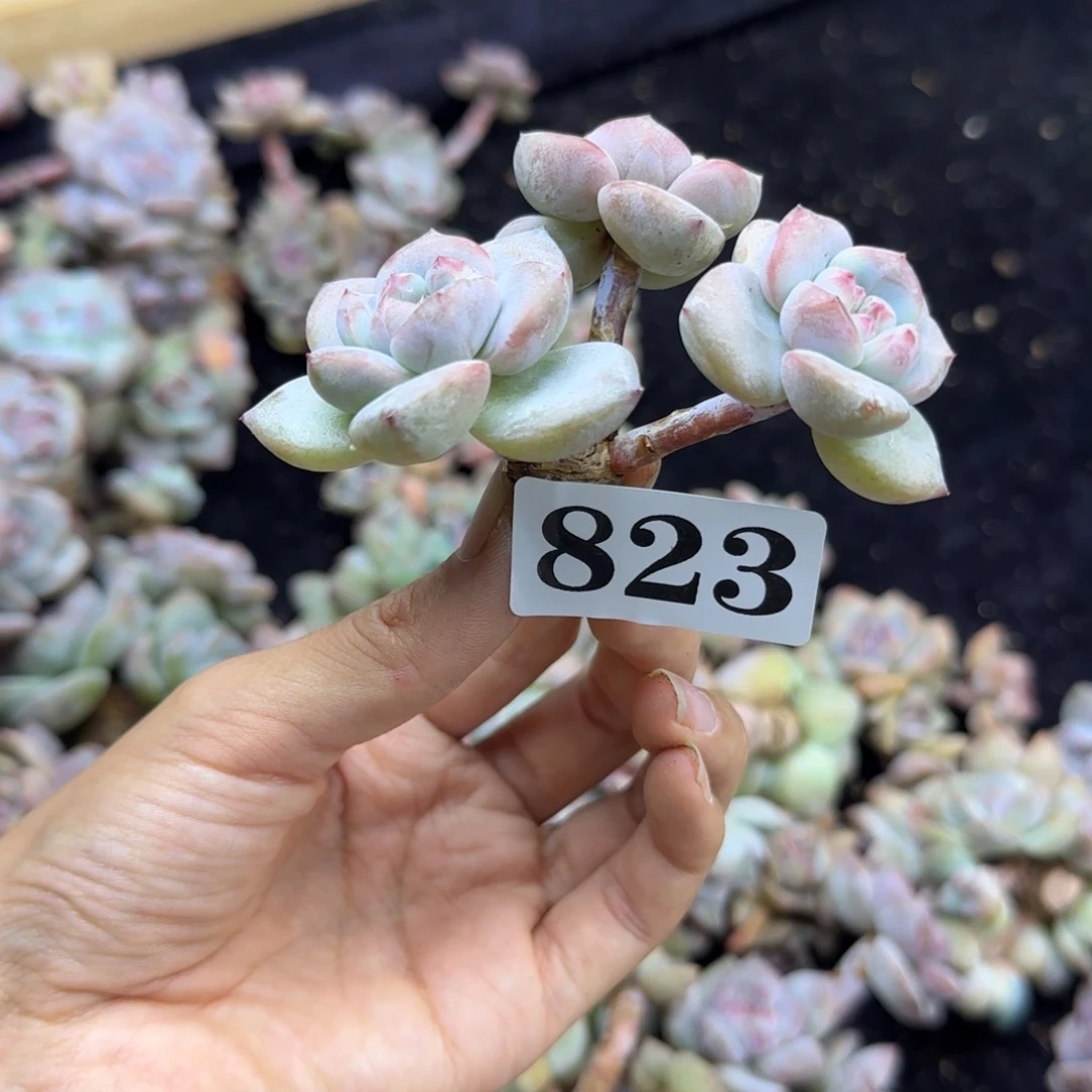 星影3头无根一物一拍823