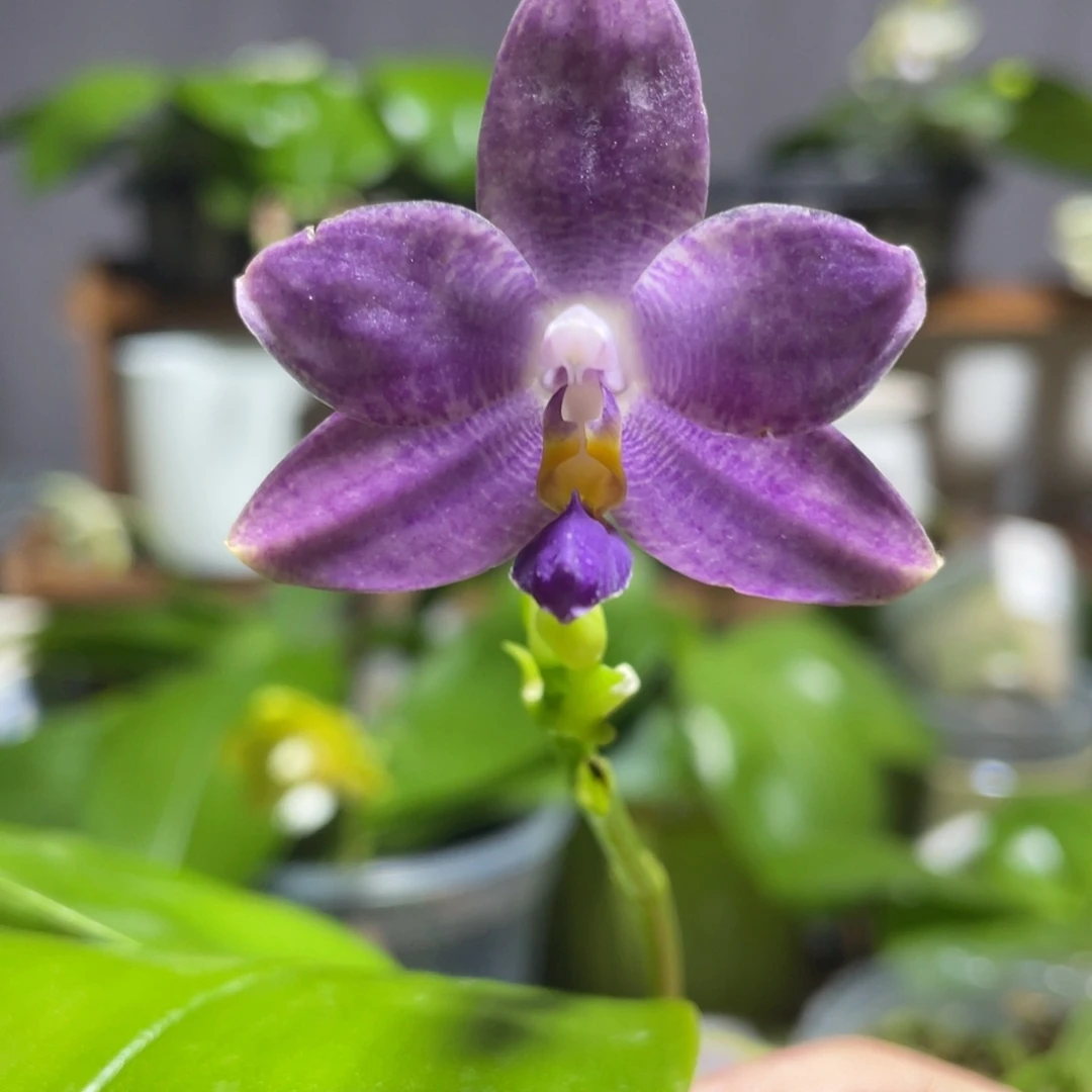 完全开放114叶瑕花期不保