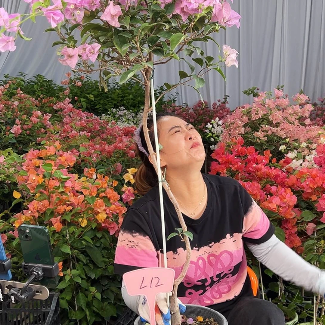 扬****大部分花苞少量开放L12巴西紫