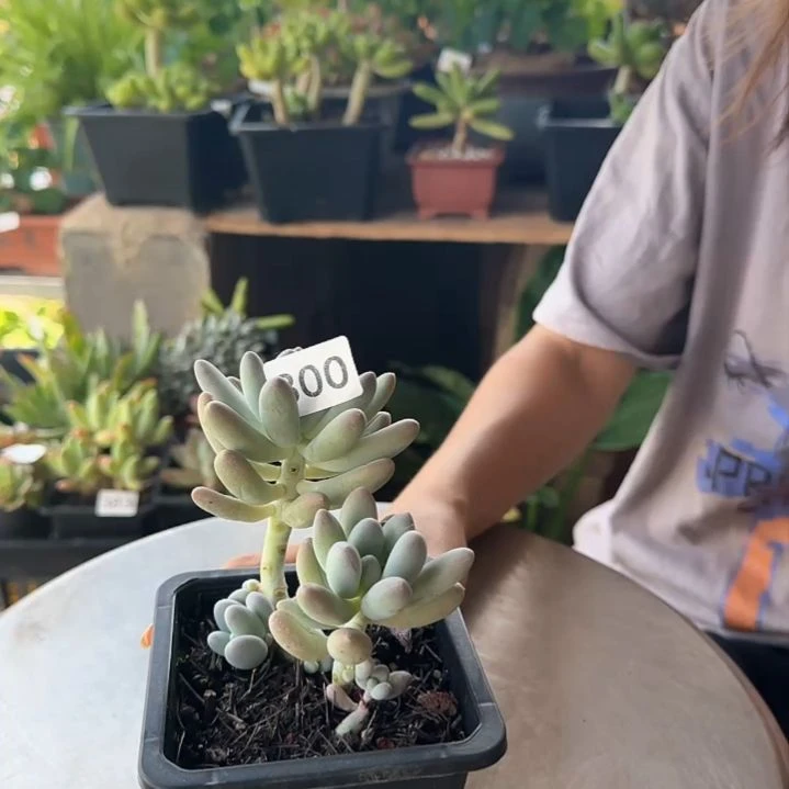 800号 一物一拍 一物一拍