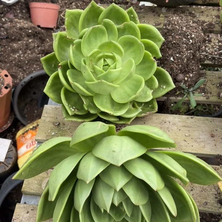 翠花两颗  30