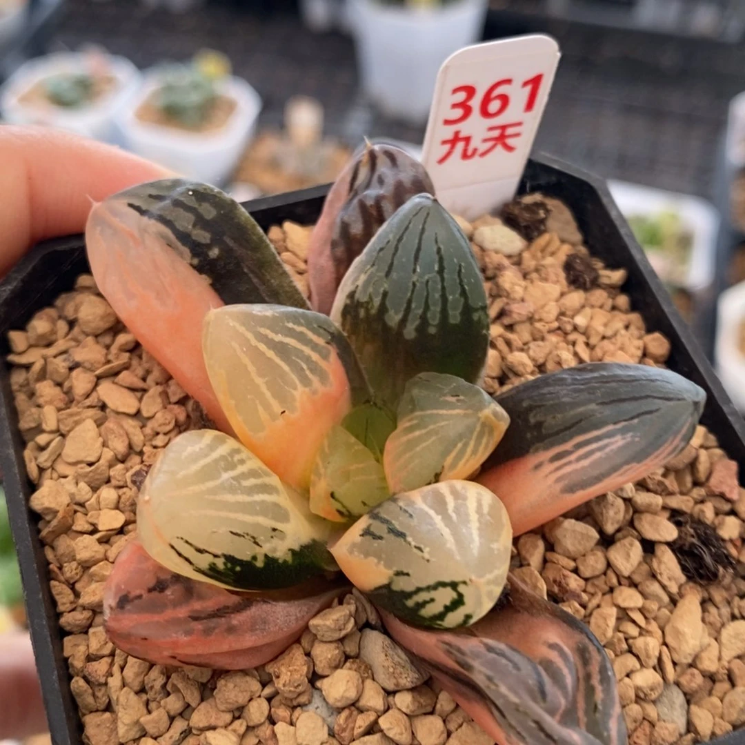 361号玉潭寿锦多肉植物