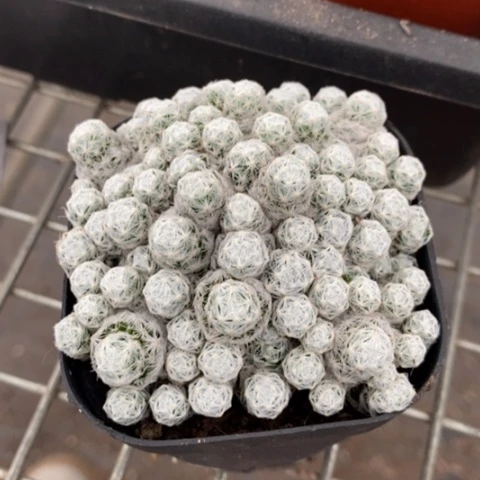 姬春星群7仙人球