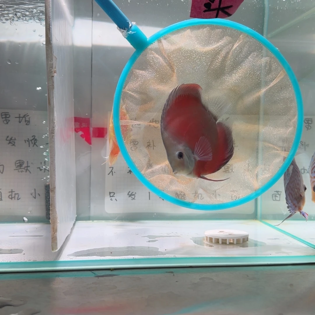 七彩神仙鱼七彩神仙鱼8-11