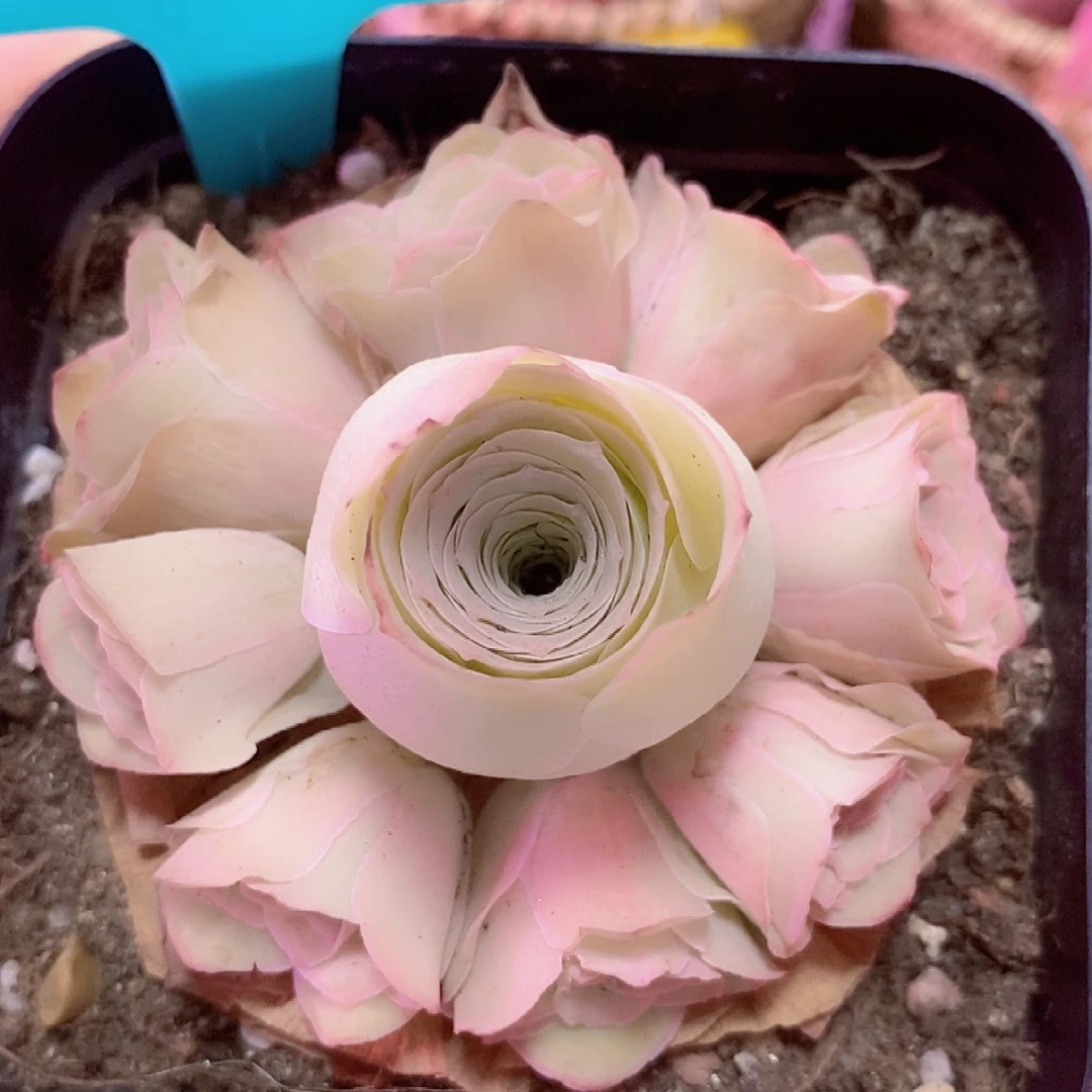 紫芙手捧一物一拍078补上次断仔