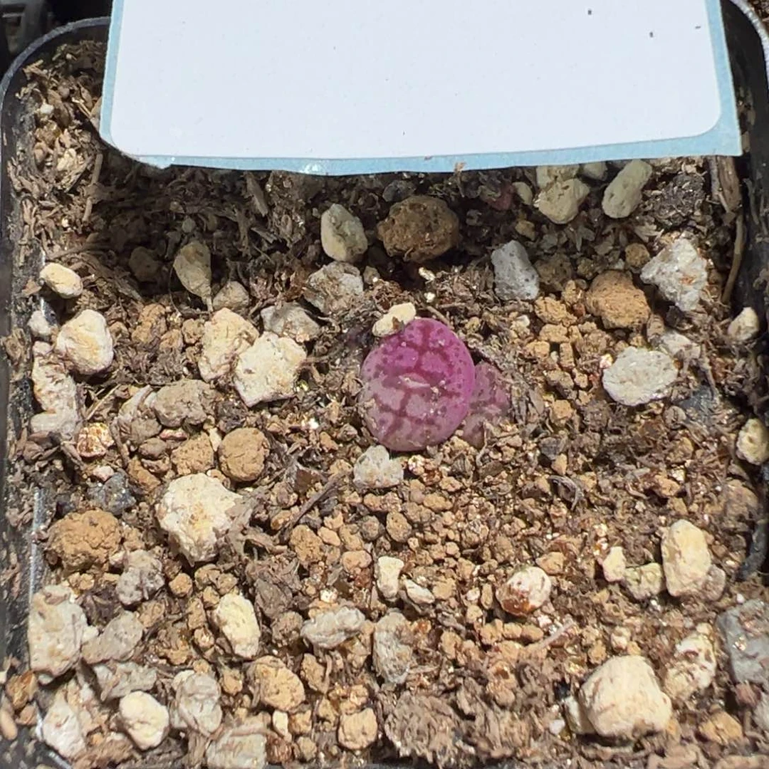 4-165量拍八重垣姬猴脸一颗