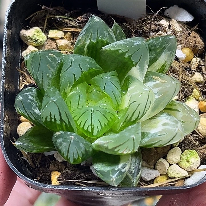 60变异龙鳞玉露锦