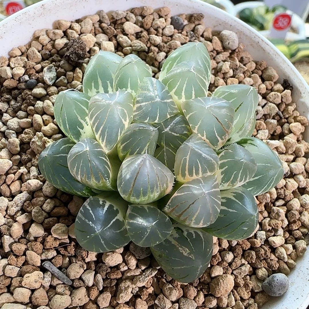 113号霓虹灯糊斑一物一拍带盆土