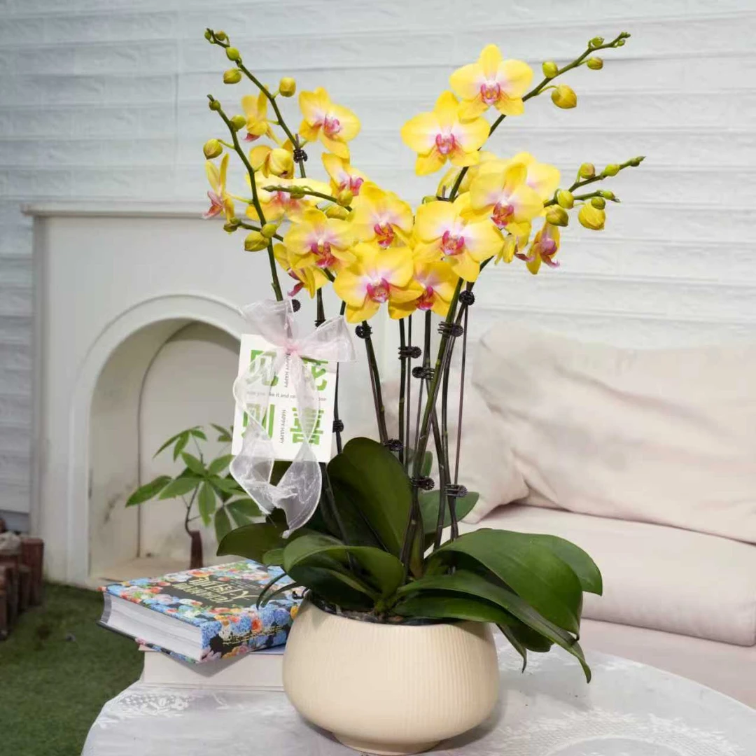 【芥末八花剑】蝴蝶兰桌面办公室绿植盆栽四季开花植物兰花花卉