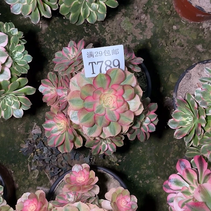 789万白多肉植物