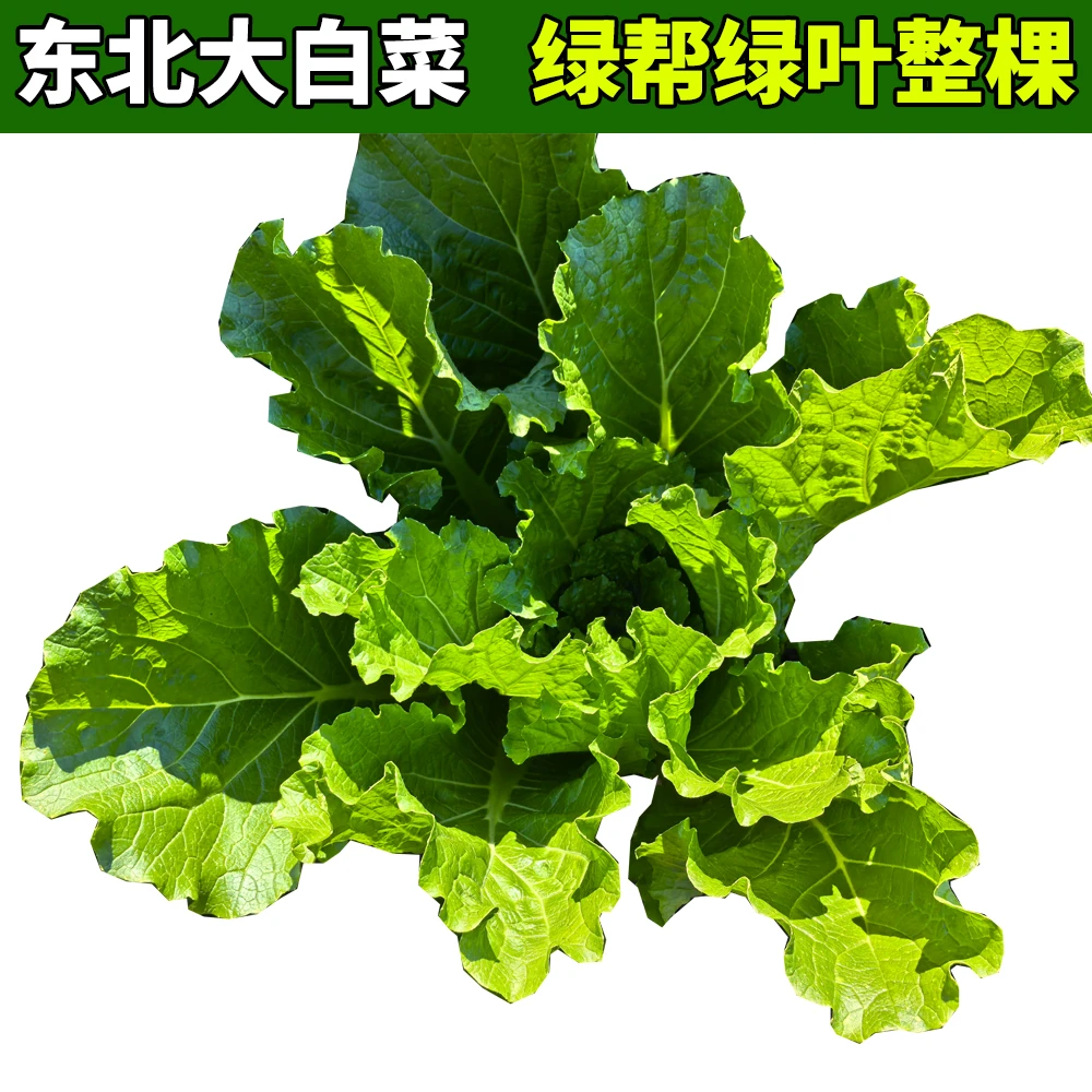 东北绿帮绿叶白菜新鲜嫩现拔现发整棵包饭包白菜叶大白菜心散叶
