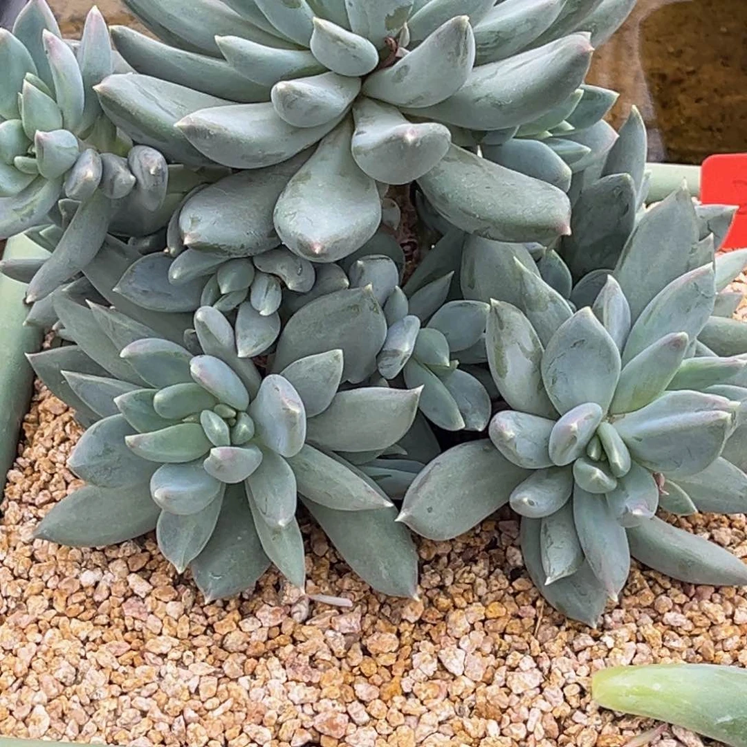 金*2505号上午多肉植物群生多肉植物群生