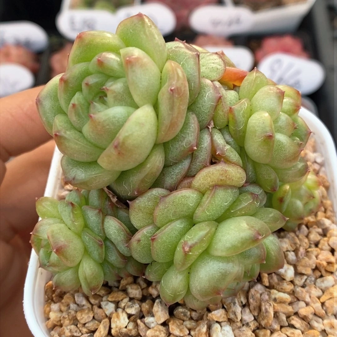 灯泡珍妮群生916号