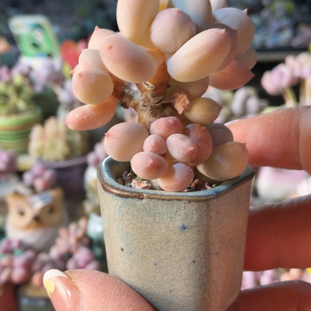 ?****萌多肉植物的生长