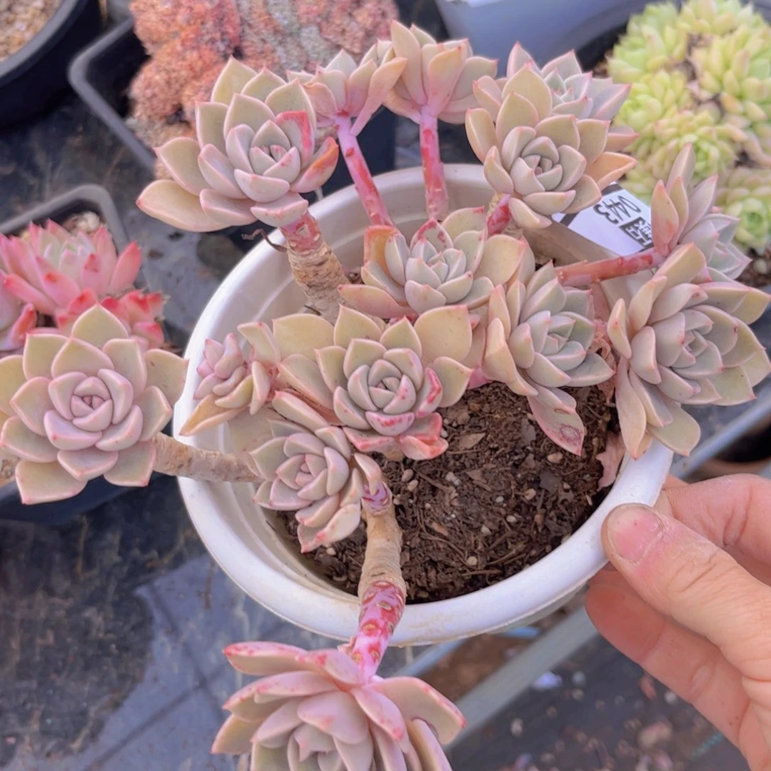 红粉佳人0443多肉植物