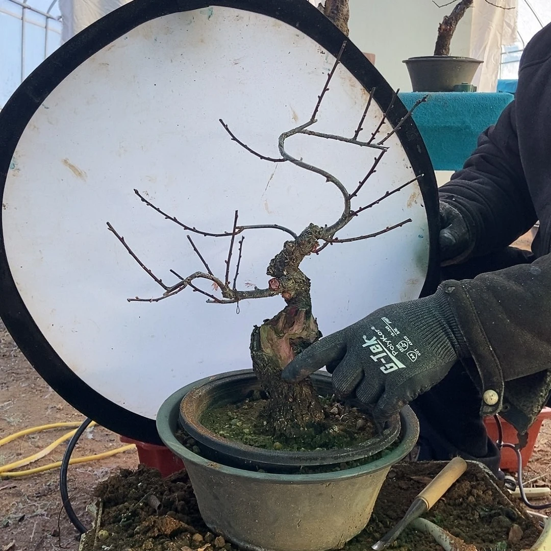 全部花苞20年野梅嫁接乌梅