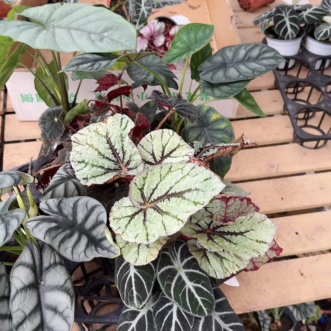 完全开放秋海棠一物一拍套餐一