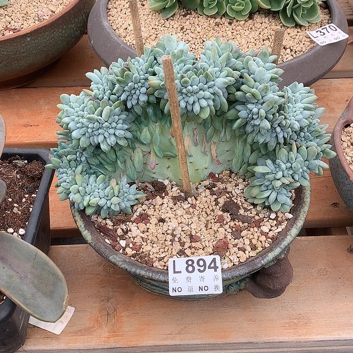 奶糖缀化 多肉植物，9.28号发