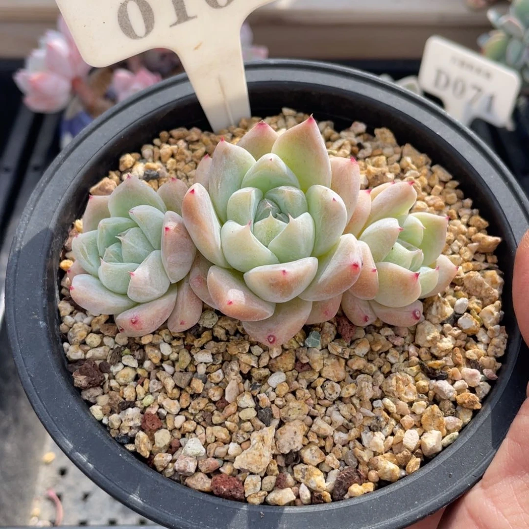 0106白泽不带盆8厘米