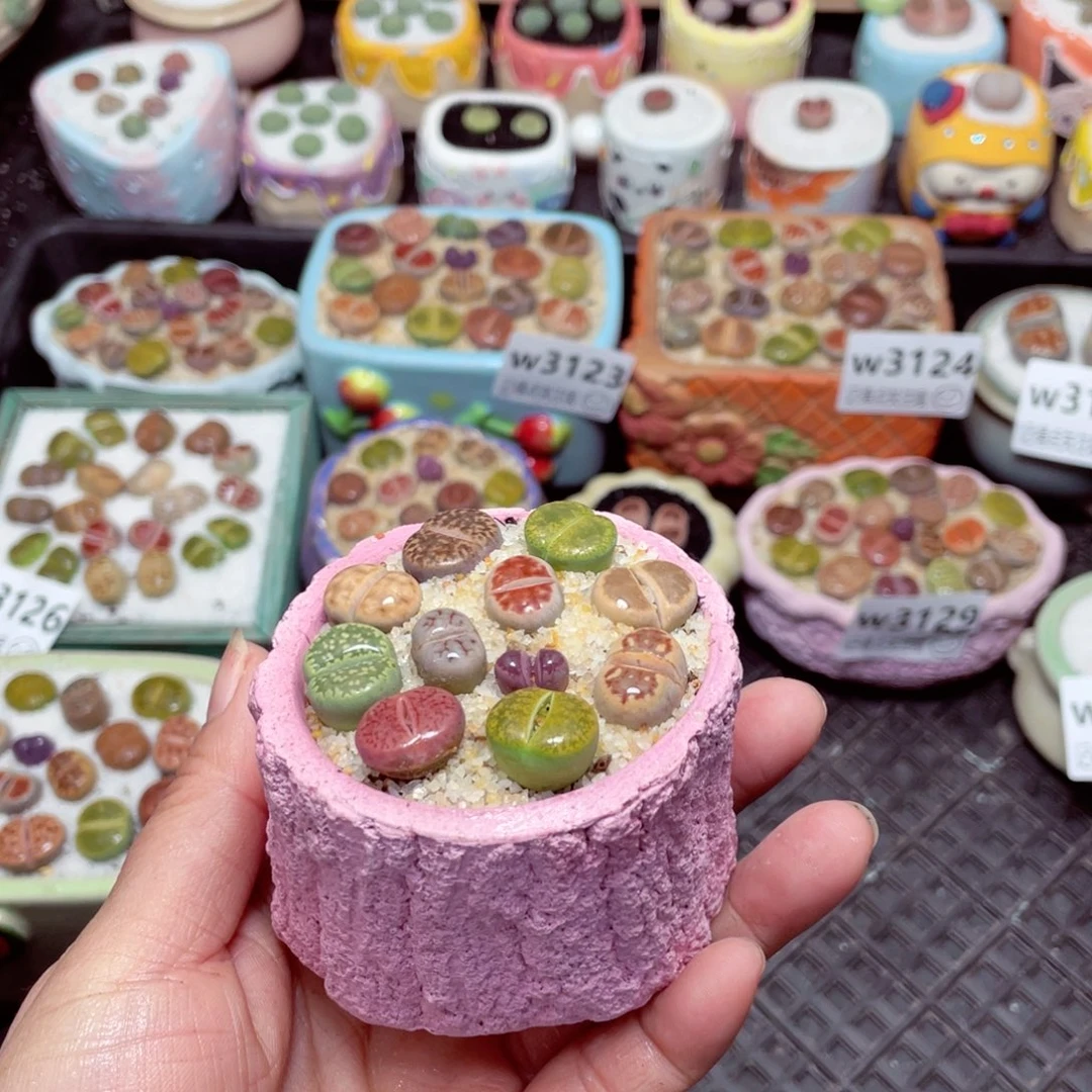 w3132 -零下地区拍保温箱-15支持寄养