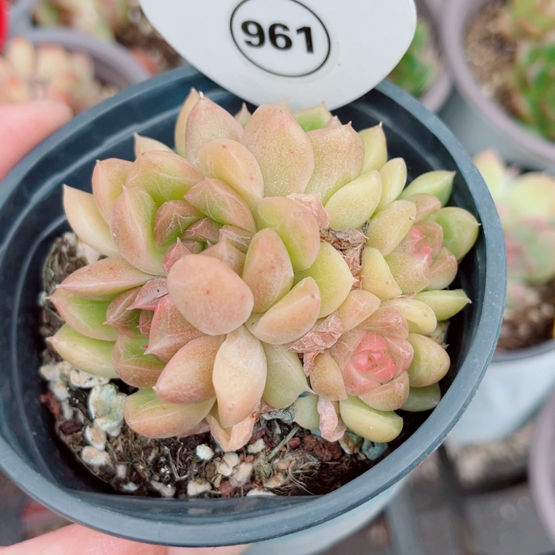 961号小老桩珍妮群